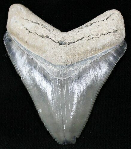 Serrated  Bone Valley Megalodon Tooth #22213